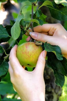 Apple 03