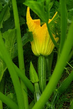 Zucchini 01