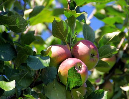 Apple 01