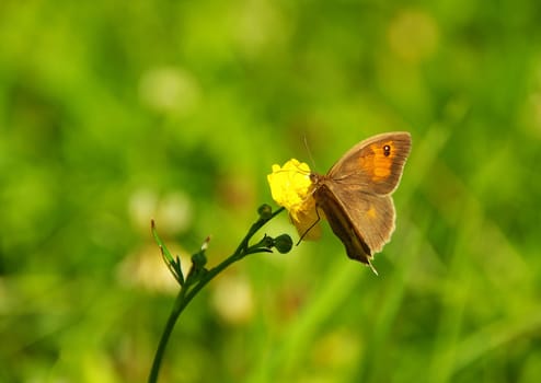 Butterfly Big Bull's Eye 01