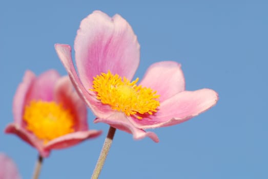 Anemone