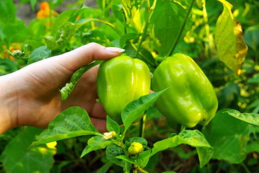 Bell Pepper 02