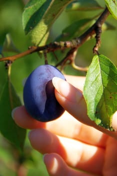 Plum 01