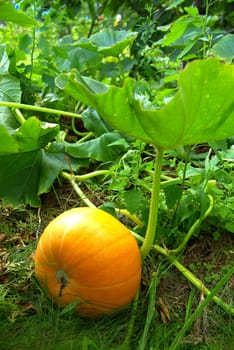 Pumpkin 02