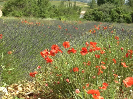 Lavender 08
