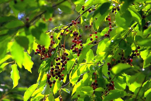 Black Cherry 01