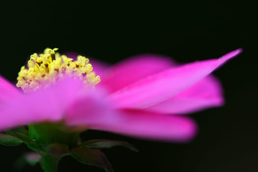 pink lady