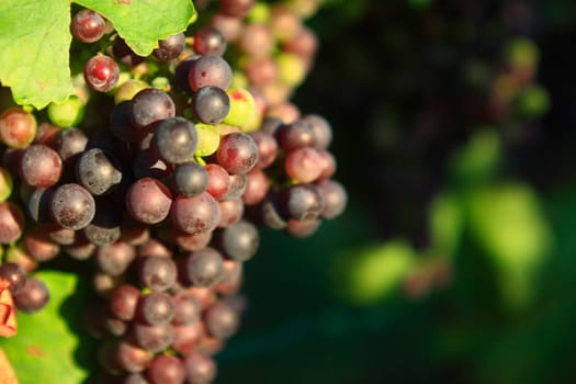 Red grapes with vine leaf