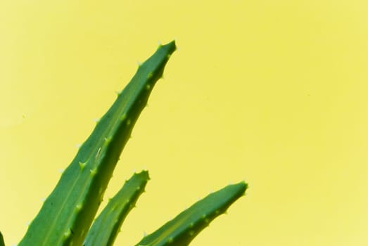 Aloe Vera - Cactus in pot 3