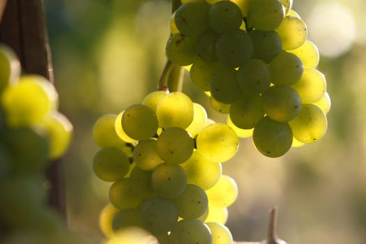White grapes