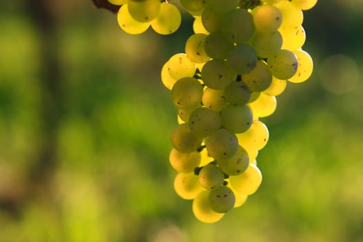 White grapes