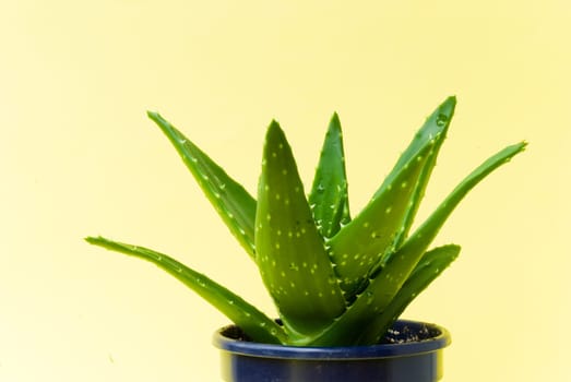 Aloe Vera - Cactus in pot 2