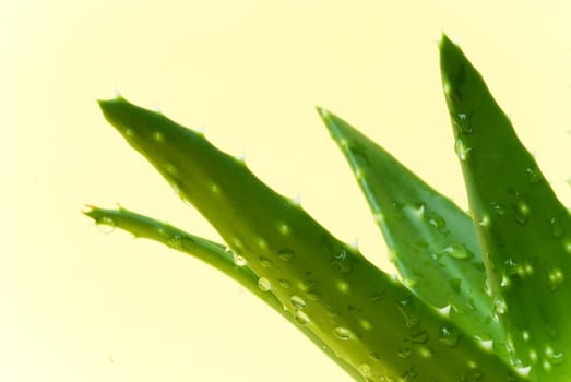 Aloe Vera - Cactus in pot 5