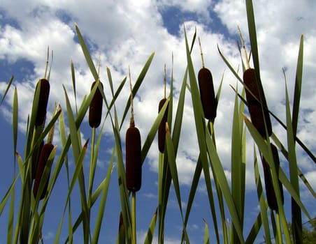 Cattail 02