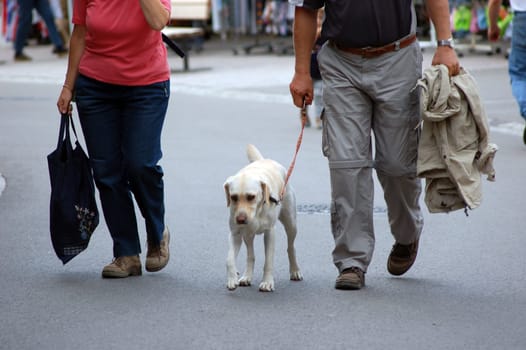 Dog life in the Allgäu