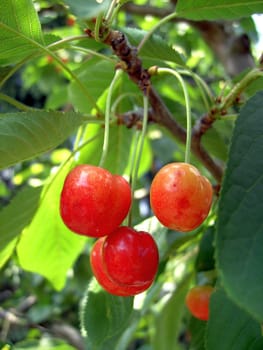 Cherry 04
