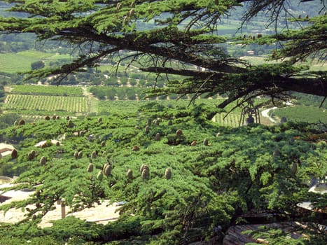 Cedar 10