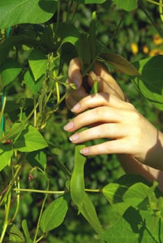 Harvesting Beans 02