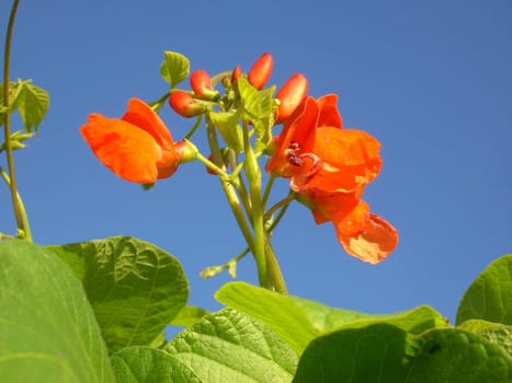 Bean Blossom 2