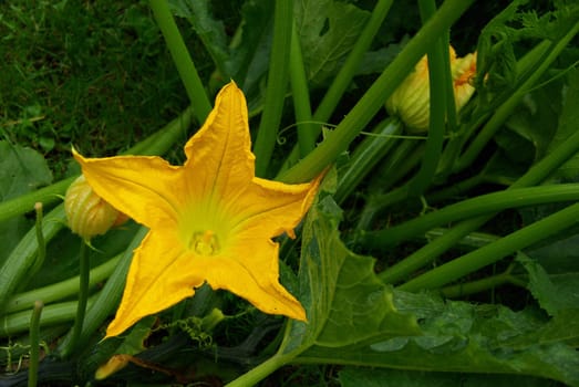 Zucchini 02