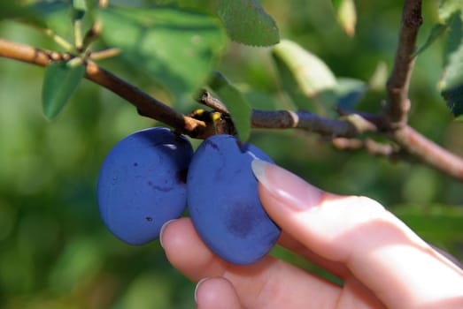 Plum 02