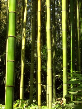 Bamboo 09