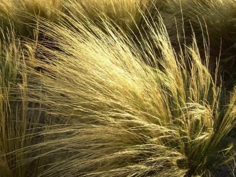 Ornamental Grass 01