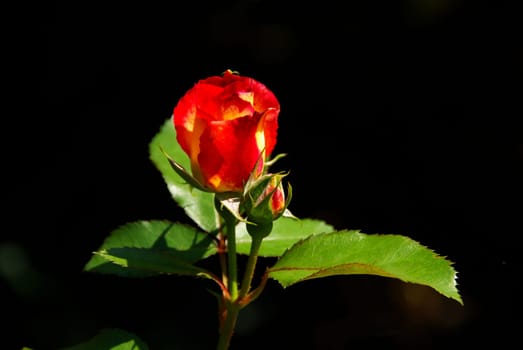 Rose 04