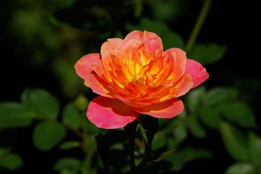 Rose 08