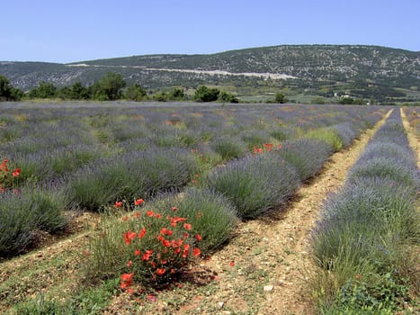 Lavender 27