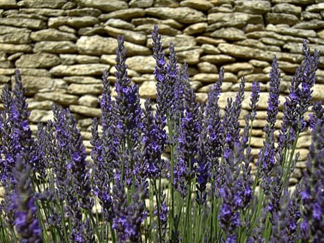 Lavender 30
