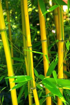 Bamboo 03
