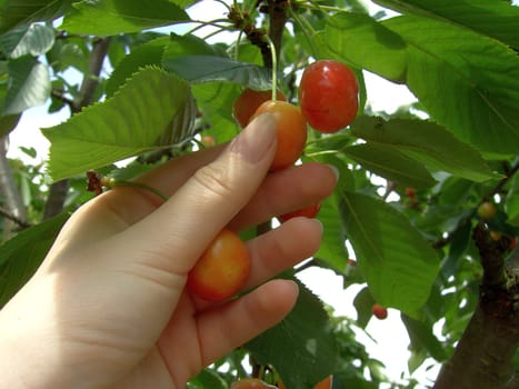 Cherry 05