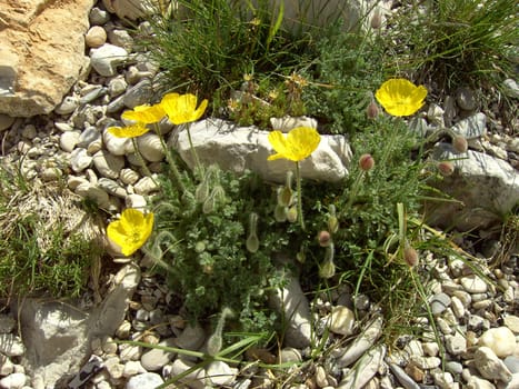 Yellow Poppy 02