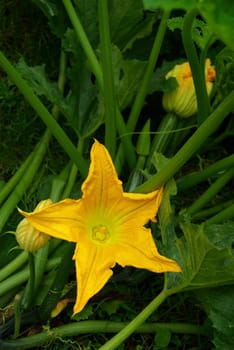 Zucchini 03