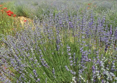 Lavender 24