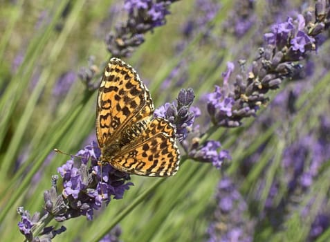 Butterfly Emperor's Mantle 02