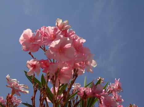 Oleander 03