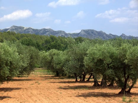 Olive Tree 13