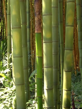Bamboo 08