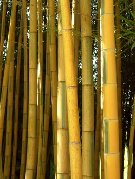 Bamboo 06