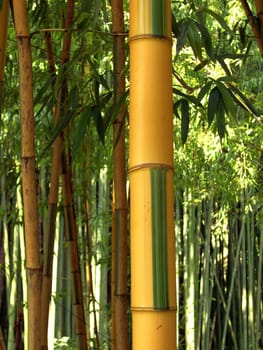 Bamboo 07