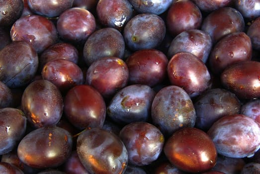 Plum 06