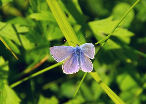 Butterfly Blue 04