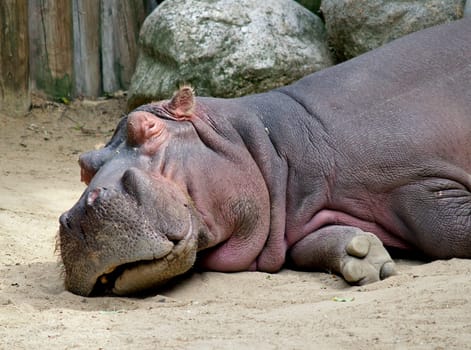 Faules Nilpferd