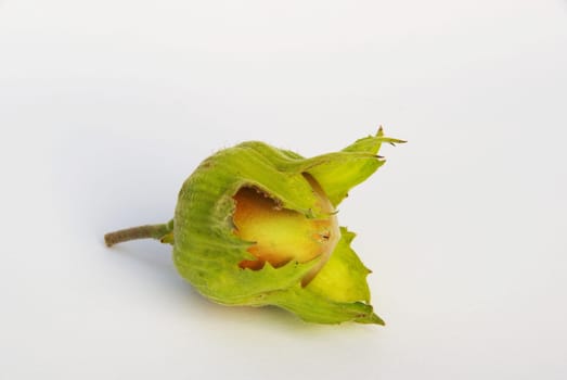 Hazelnut 03
