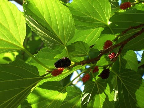 Mulberry Tree 01