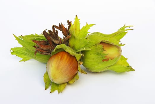 Hazelnut 02
