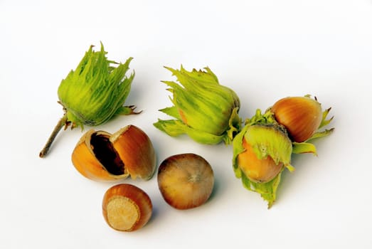 Hazelnut 04