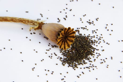 Poppy Seed Capsule 01